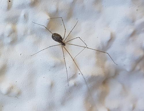 Holocnemus pluchei